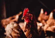 Santa Catarina se mantém livre da gripe aviária graças à forte atuação preventiva da CIDASC