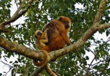 SC inicia atualização da lista de animais ameaçados de extinção