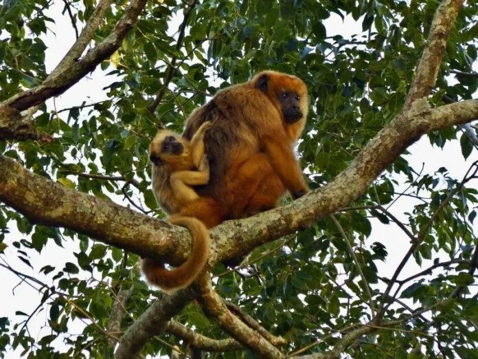 SC inicia atualização da lista de animais ameaçados de extinção