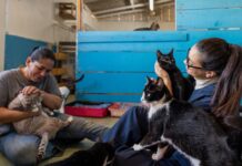 Lei de SC cria cadastro de cuidadores de animais abandonados