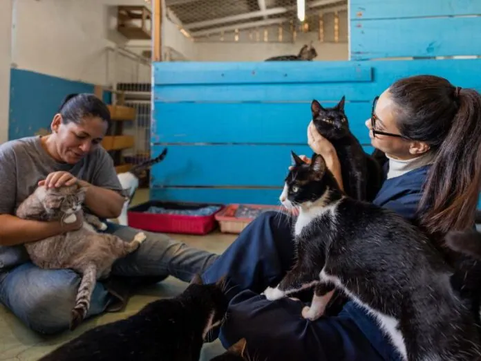 Lei de SC cria cadastro de cuidadores de animais abandonados