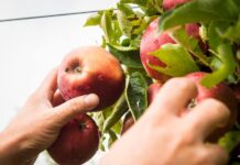 Cancro Europeu é tema de capacitação em Fraiburgo