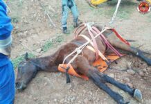 Cavalo cai em ribanceira e é resgatado em Ibiam