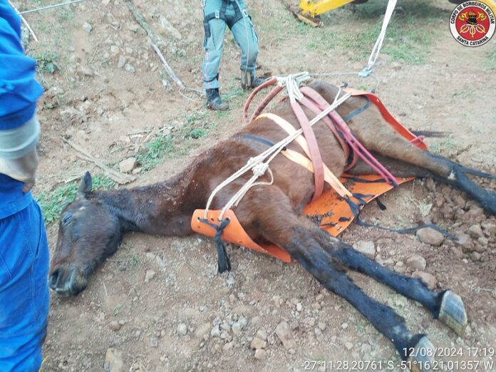 Cavalo cai em ribanceira e é resgatado em Ibiam