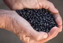 Epagri promove encontro para troca de sementes crioulas e flores