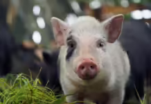 Exportação de suínos em SC tem o melhor resultado desde 1997