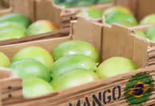 Exportação de frutas do Brasil passa US$ 511 milhões no primeiro semestre