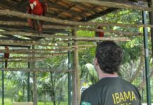 Ibama e ICMBio anunciam concurso público com 810 vagas