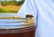 Mel catarinense é destaque nacional