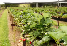 Capacitação reúne produtores de morango no Cetrevi