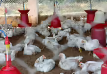 Mapa encerra emergência zoossanitária por doença de Newcastle