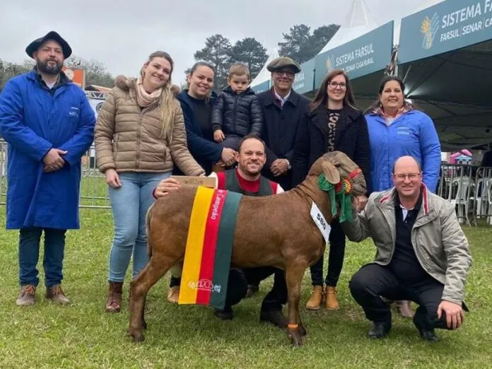 Ovinocultores de Iomerê conquistam prêmio na Expointer 2024