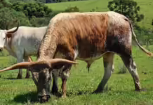 Concurso fotográfico sobre pecuária está com inscrições abertas