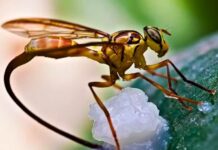 Embrapa mapeia áreas de risco para novas pragas na fruticultura