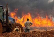 Santa Catarina registra aumento de 100% nas queimadas em 2024