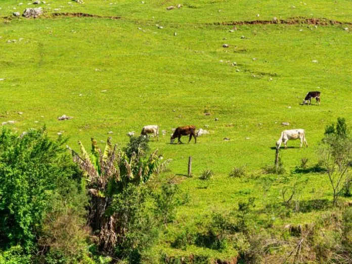 Aberta a consulta pública para Plano de Envolvimento do SC Rural 2