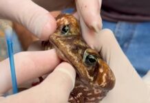 Biólogo resgata sapo com boca colada