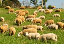 Meio-Oeste se destaca na ovinocultura em Santa Catarina