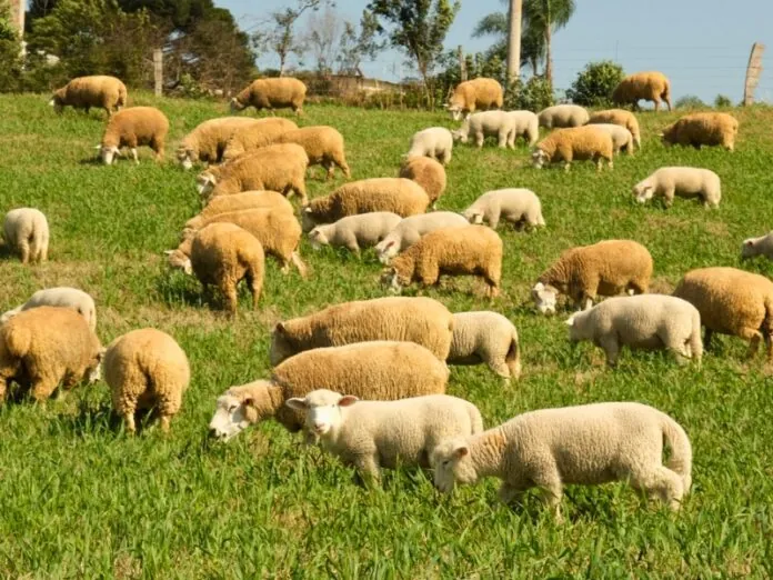 Meio-Oeste se destaca na Ovinocultura em Santa Catarina