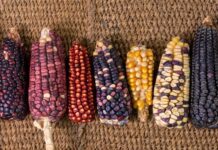 Comissão aprova projeto para circulação de sementes e mudas crioulas