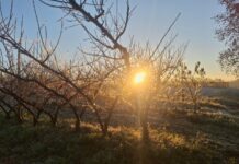 Fruticultura começa a sentir impactos das mudanças climáticas