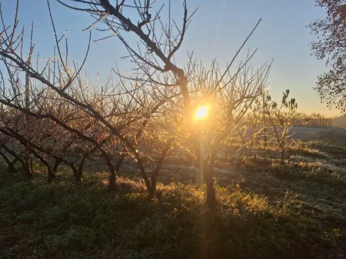 Fruticultura começa a sentir impactos das mudanças climáticas