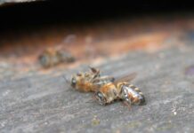 Apicultores relatam mortalidade de abelhas por uso de agrotóxicos