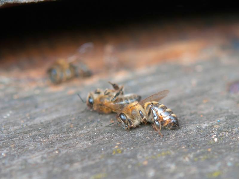 Apicultores relatam mortalidade de abelhas por uso de agrotóxicos