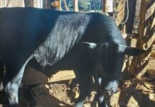 Polícia recupera 23 animais roubados em SC