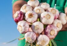 O futuro do alho é tema de encontro nacional em Fraiburgo