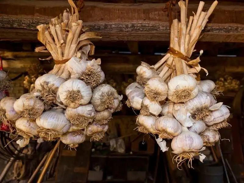 Safras de inverno prometem aumento na produtividade em SC