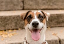 Governo de SC vai castrar 80 mil animais