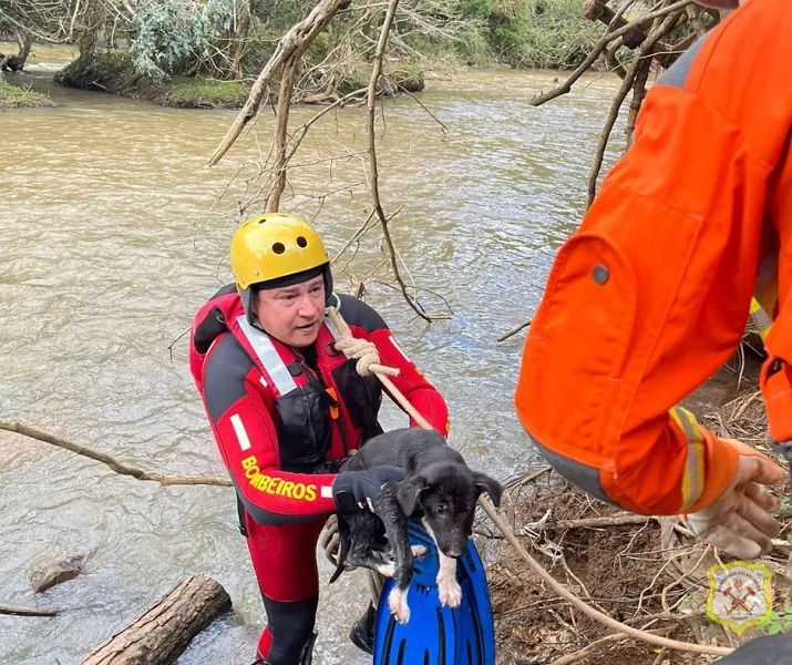 Bombeiros salvam cão ilhado no meu do Rio do Peixe