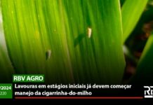 RBV Agro 220 – Lavouras em estágios iniciais já devem começar manejo da cigarrinha-do-milho
