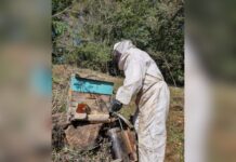 Mel da região Meio-Oeste de SC é finalista de prêmio nacional