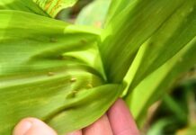 Lavouras em estágios iniciais já devem começar manejo da cigarrinha-do-milho