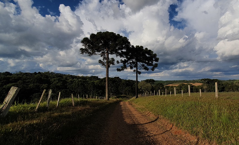 Previsão do Tempo: Santa Catarina com tempo mais firme durante o dia
