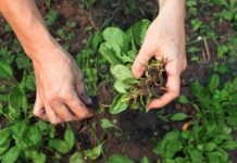 O que plantar em setembro?