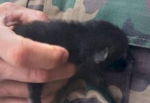 Cachorro-do-Mato é resgatado em Taió