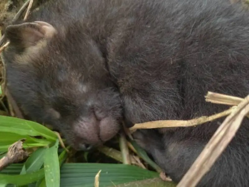 Cachorro-do-Mato é resgatado em Taió