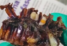 Saiba mais sobre a cria pútrida europeia e como preveni-la