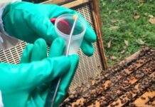 Doença em abelhas leva à interdição de apiário em SC