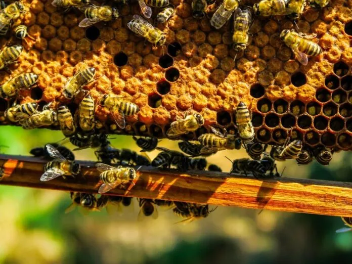 Abelhas são fundamentais para o meio ambiente e a agricultura