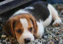 Adolescente joga filhote de cachorro em fornalha, filma e manda para amigos