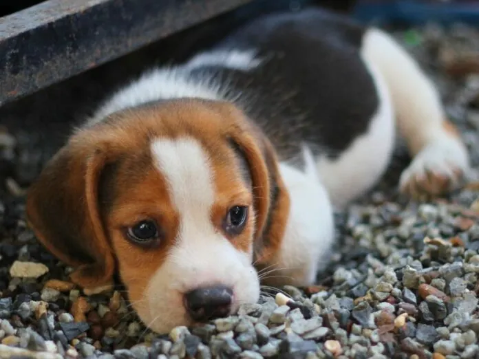 Adolescente joga filhote de cachorro em fornalha, filma e manda para amigos