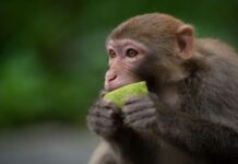 Você sabia que animais silvestres ficam regularmente ‘bêbados’?