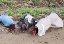 Polícia apreende animais e equipamentos usados em rinha de galos