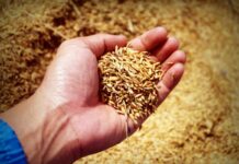 SC é vice-campeã nacional na produção de arroz com 1,2 milhão de toneladas