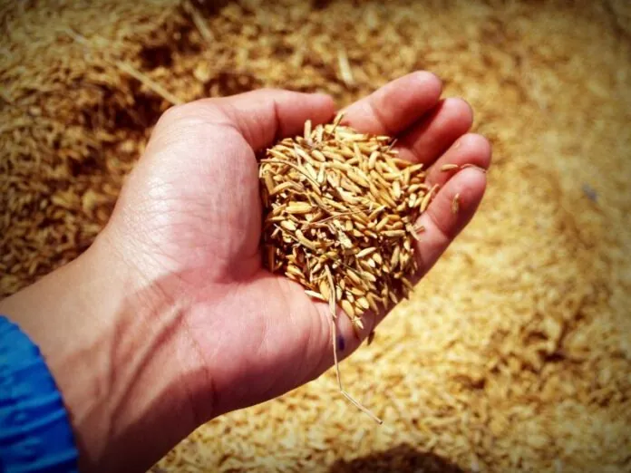 SC é vice-campeã nacional na produção de arroz com 1,2 milhão de toneladas