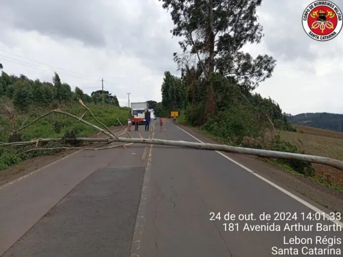 Árvore caída bloqueia SC-355 em Lebon Régis